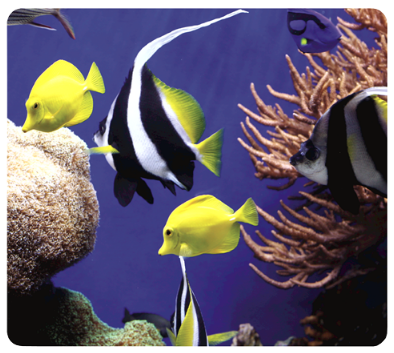 TAPIS SOURIS RECYCLED MOUSEPAD  - UNDER THE SEA